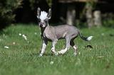 CHIEN NU CHINOIS 104